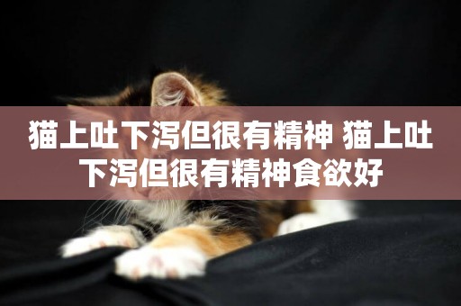 貓上吐下瀉但很有精神 貓上吐下瀉但很有精神食欲好