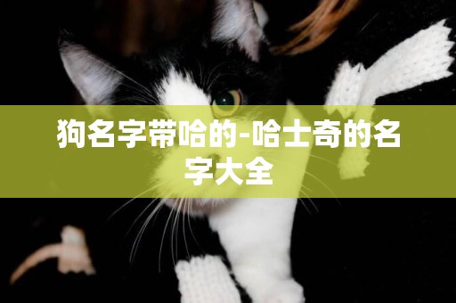 狗名字帶哈的-哈士奇的名字大全