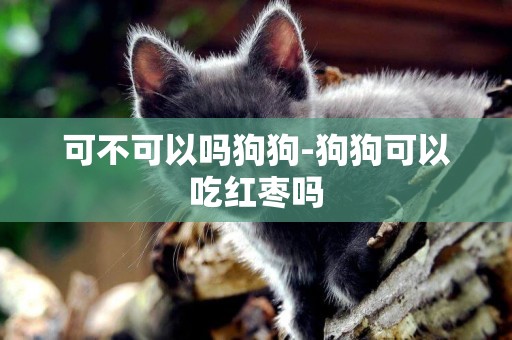 可不可以嗎狗狗-狗狗可以吃紅棗嗎