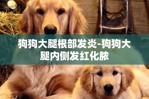 狗狗大腿根部發炎-狗狗大腿內側發紅化膿