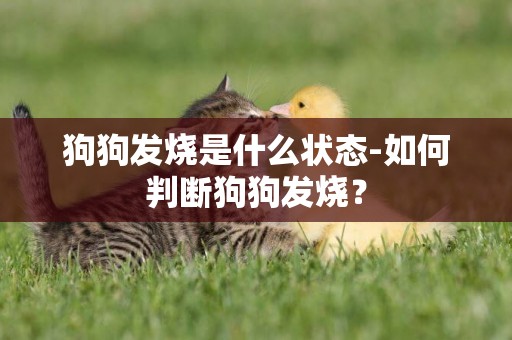 狗狗發燒是什么狀態-如何判斷狗狗發燒？
