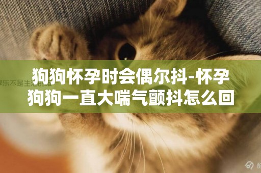狗狗懷孕時會偶爾抖-懷孕狗狗一直大喘氣顫抖怎么回事