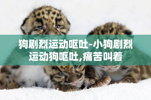 狗劇烈運動嘔吐-小狗劇烈運動狗嘔吐,痛苦叫著