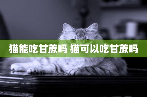 貓能吃甘蔗嗎 貓可以吃甘蔗嗎