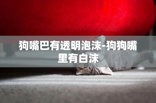 狗嘴巴有透明泡沫-狗狗嘴里有白沫