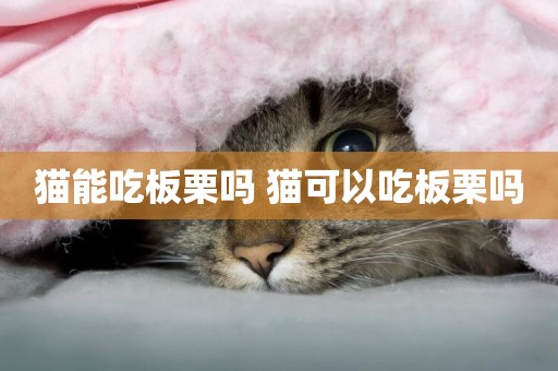 貓能吃板栗嗎 貓可以吃板栗嗎
