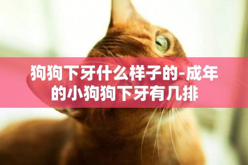 狗狗下牙什么樣子的-成年的小狗狗下牙有幾排