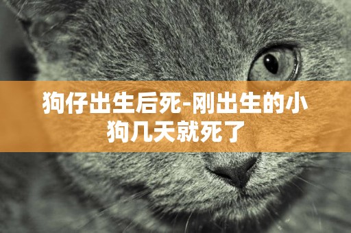 狗仔出生后死-剛出生的小狗幾天就死了