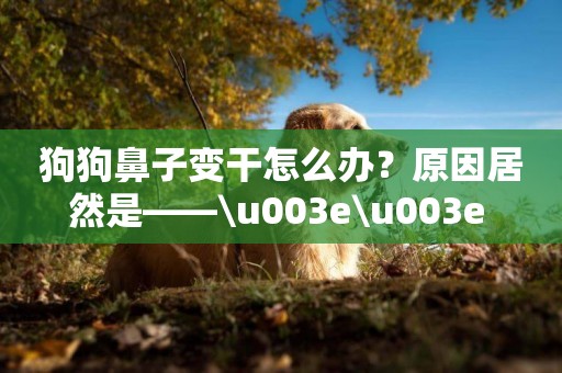 狗狗鼻子變干怎么辦？原因居然是——\u003e\u003e 