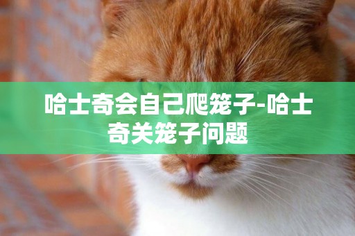 哈士奇會自己爬籠子-哈士奇關籠子問題