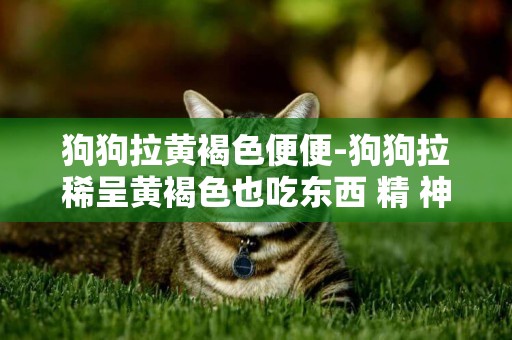 狗狗拉黃褐色便便-狗狗拉稀呈黃褐色也吃東西 精 神不好