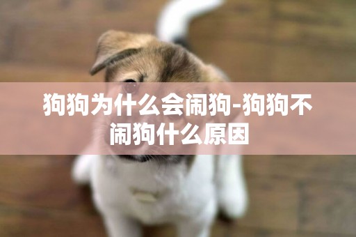 狗狗為什么會鬧狗-狗狗不鬧狗什么原因