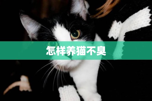怎樣養貓不臭