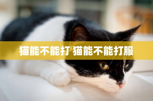 貓能不能打 貓能不能打服