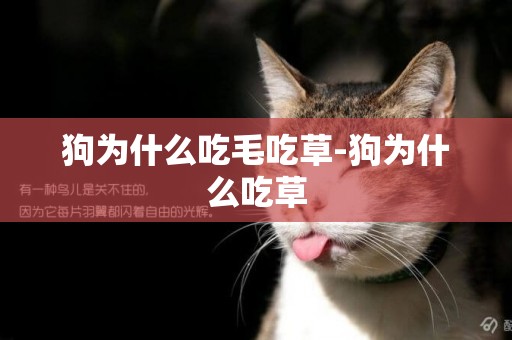 狗為什么吃毛吃草-狗為什么吃草