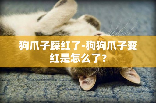 狗爪子踩紅了-狗狗爪子變紅是怎么了？