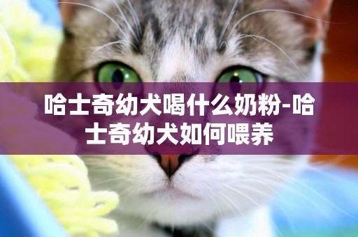 哈士奇幼犬喝什么奶粉-哈士奇幼犬如何喂養