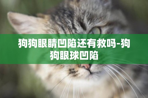 狗狗眼睛凹陷還有救嗎-狗狗眼球凹陷