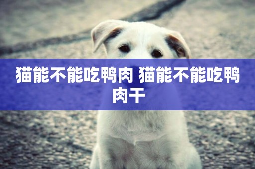 貓能不能吃鴨肉 貓能不能吃鴨肉干