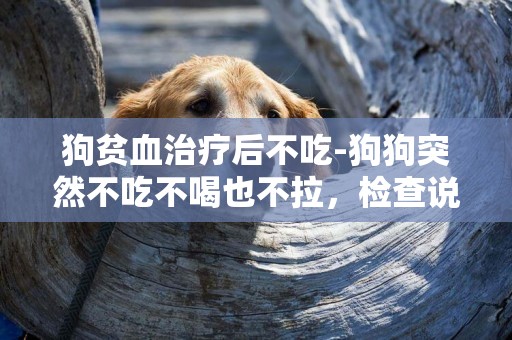 狗貧血治療后不吃-狗狗突然不吃不喝也不拉，檢查說貧血，打了三針拿了點營養膏，今天弄