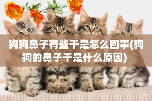 狗狗鼻子有些干是怎么回事(狗狗的鼻子干是什么原因) 