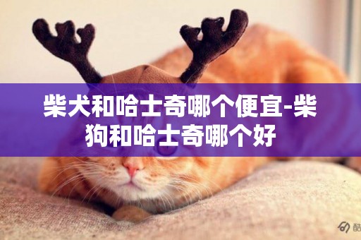 柴犬和哈士奇哪個便宜-柴狗和哈士奇哪個好