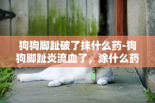 狗狗腳趾破了抹什么藥-狗狗腳趾炎流血了，涂什么藥
