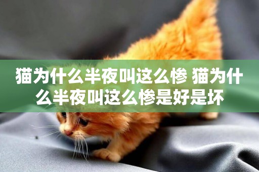 貓為什么半夜叫這么慘 貓為什么半夜叫這么慘是好是壞