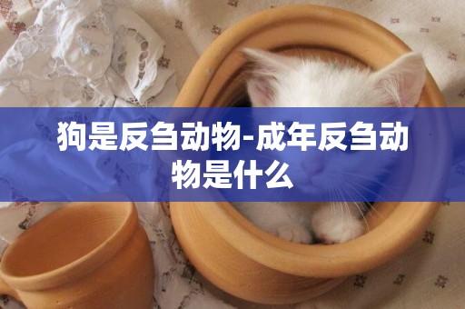 狗是反芻動物-成年反芻動物是什么