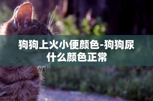 狗狗上火小便顏色-狗狗尿什么顏色正常