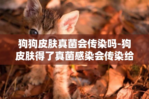 狗狗皮膚真菌會傳染嗎-狗皮膚得了真菌感染會傳染給人嗎