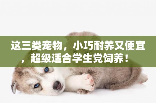 這三類寵物，小巧耐養又便宜，超級適合學生黨飼養！ 
