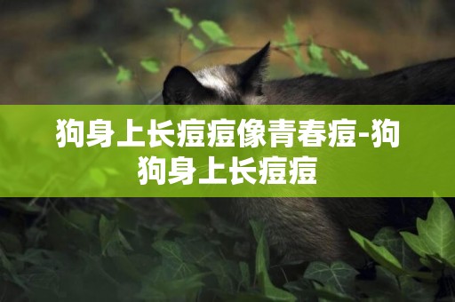 狗身上長痘痘像青春痘-狗狗身上長痘痘