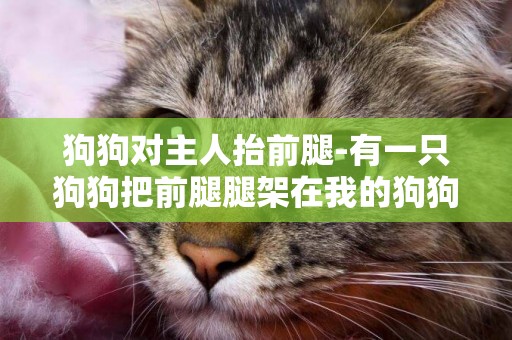 狗狗對主人抬前腿-有一只狗狗把前腿腿架在我的狗狗身上是怎么回事啊