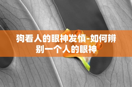 狗看人的眼神發慎-如何辨別一個人的眼神