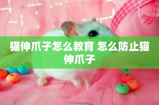 貓伸爪子怎么教育 怎么防止貓伸爪子