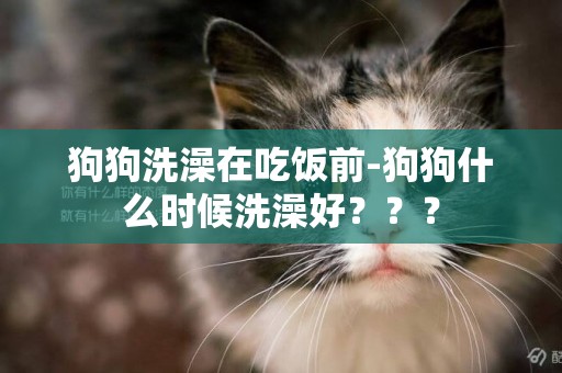 狗狗洗澡在吃飯前-狗狗什么時候洗澡好？？？