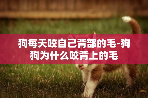狗每天咬自己背部的毛-狗狗為什么咬背上的毛