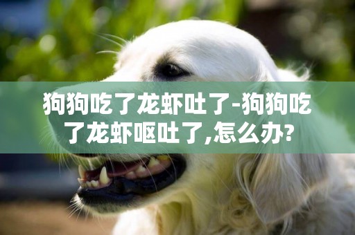 狗狗吃了龍蝦吐了-狗狗吃了龍蝦嘔吐了,怎么辦?