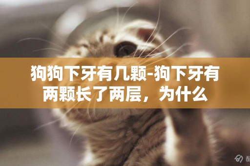 狗狗下牙有幾顆-狗下牙有兩顆長了兩層，為什么