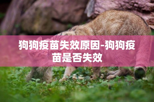 狗狗疫苗失效原因-狗狗疫苗是否失效