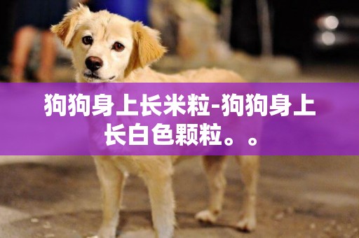 狗狗身上長米粒-狗狗身上長白色顆粒。。
