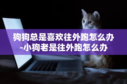 狗狗總是喜歡往外跑怎么辦-小狗老是往外跑怎么辦