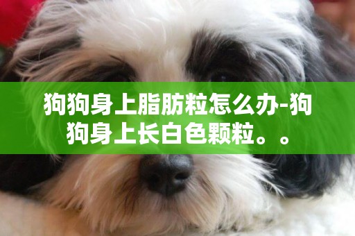 狗狗身上脂肪粒怎么辦-狗狗身上長白色顆粒。。