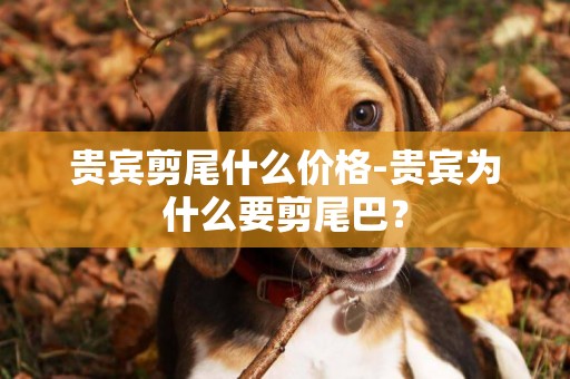 貴賓剪尾什么價格-貴賓為什么要剪尾巴？