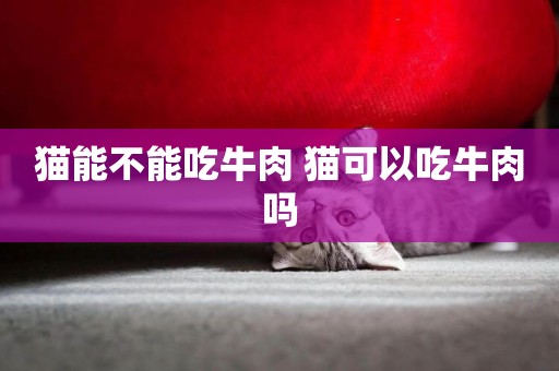 貓能不能吃牛肉 貓可以吃牛肉嗎