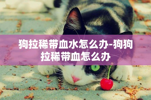 狗拉稀帶血水怎么辦-狗狗拉稀帶血怎么辦