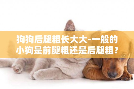 狗狗后腿粗長大大-一般的小狗是前腿粗還是后腿粗？