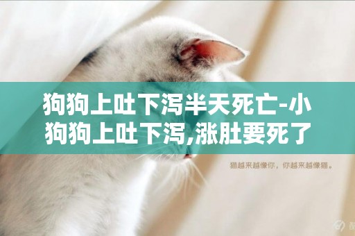 狗狗上吐下瀉半天死亡-小狗狗上吐下瀉,漲肚要死了