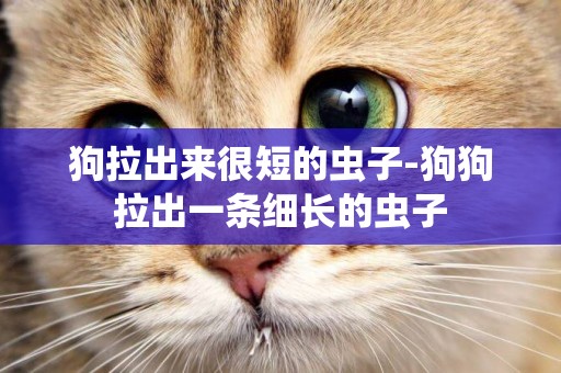 狗拉出來很短的蟲子-狗狗拉出一條細長的蟲子
